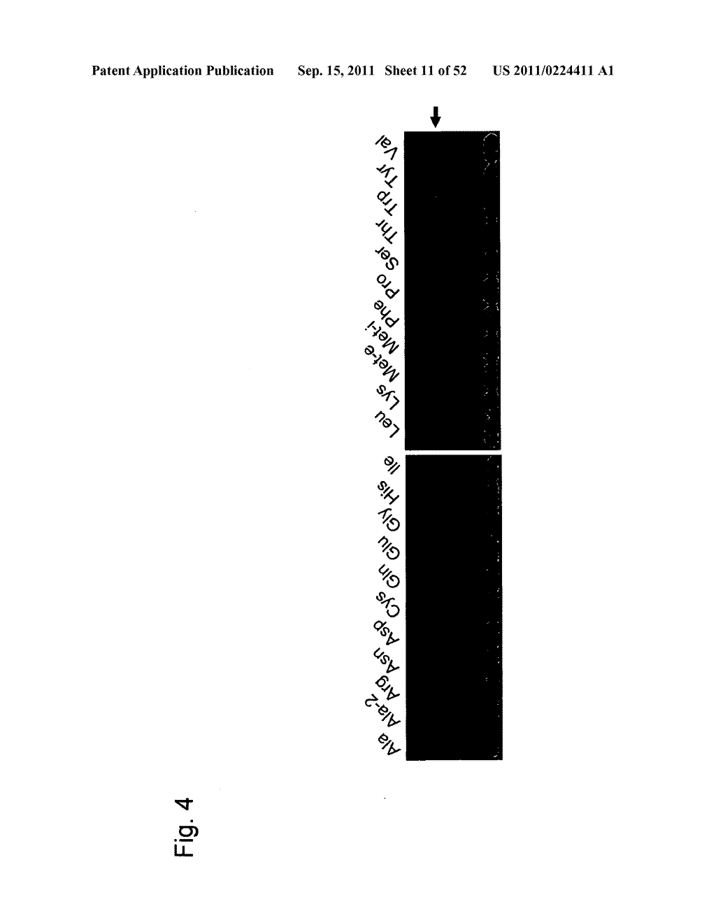 Mutant tRNA for Introducing Unnatural Amino Acid Into Protein - diagram, schematic, and image 12