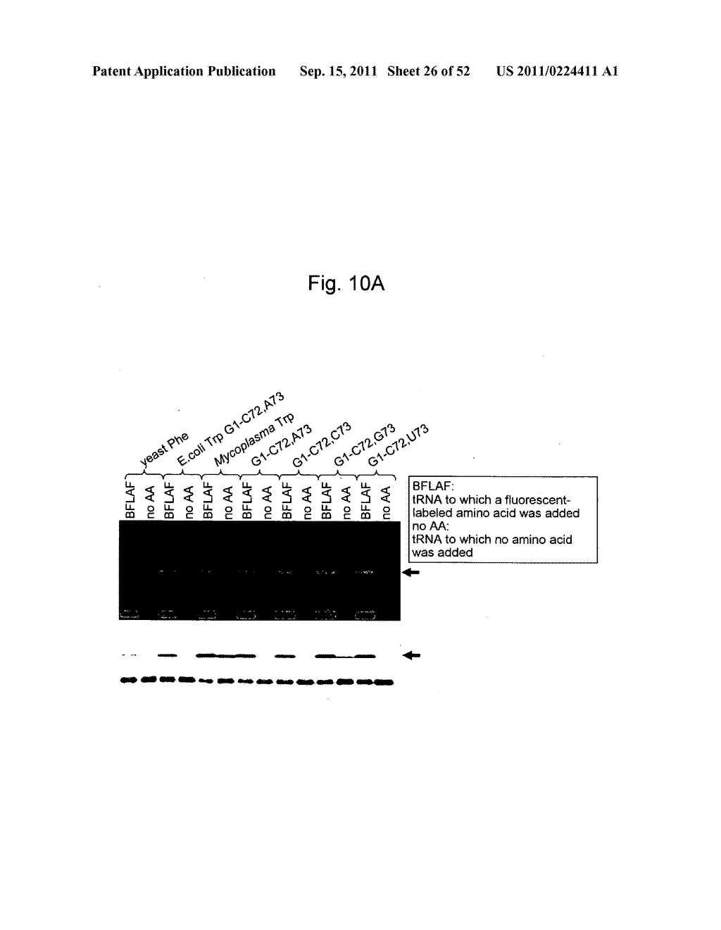 Mutant tRNA for Introducing Unnatural Amino Acid Into Protein - diagram, schematic, and image 27