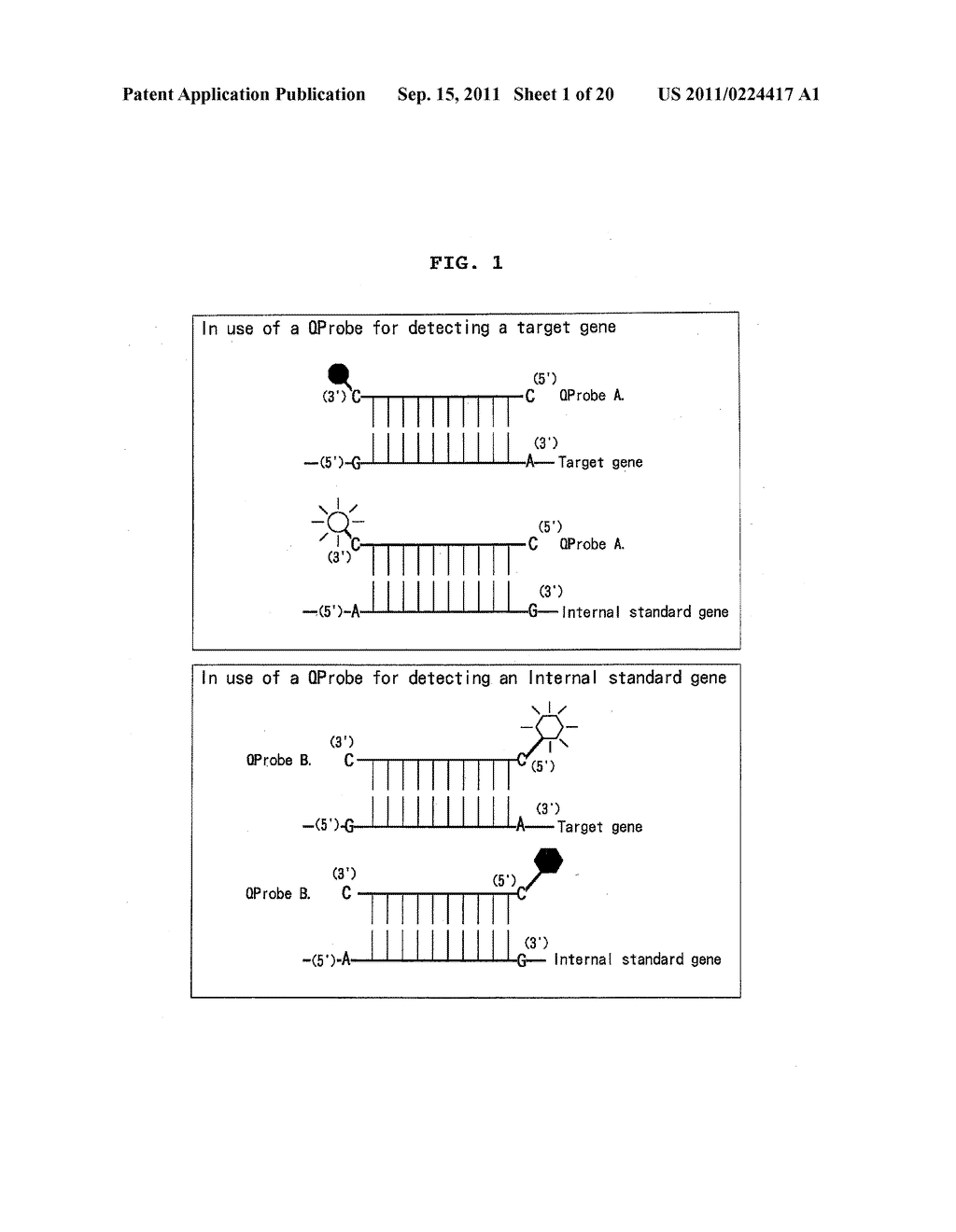 NOVEL MIXTURES FOR ASSAYING NUCLEIC ACID, NOVEL METHOD OF ASSAYING NUCLEIC     ACID WITH THE USE OF THE SAME AND NUCLEIC ACID PROBE TO BE USED THEREFORE - diagram, schematic, and image 02