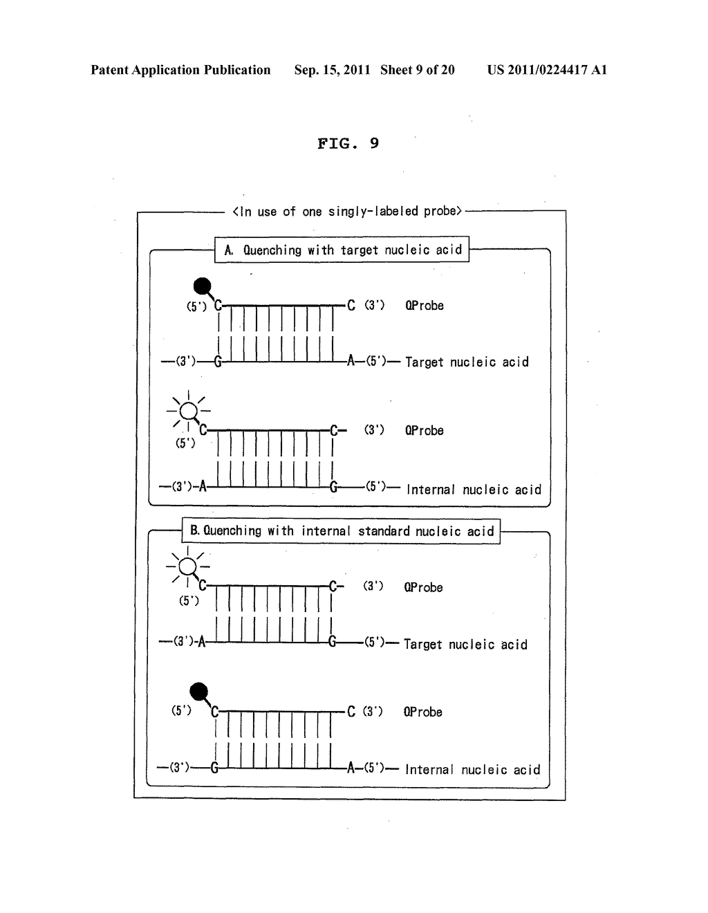 NOVEL MIXTURES FOR ASSAYING NUCLEIC ACID, NOVEL METHOD OF ASSAYING NUCLEIC     ACID WITH THE USE OF THE SAME AND NUCLEIC ACID PROBE TO BE USED THEREFORE - diagram, schematic, and image 10
