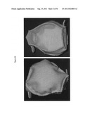 CELL-SCAFFOLD CONSTRUCTS diagram and image