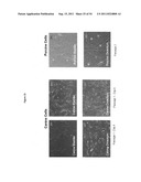 CELL-SCAFFOLD CONSTRUCTS diagram and image