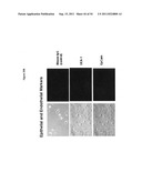 CELL-SCAFFOLD CONSTRUCTS diagram and image