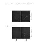 CELL-SCAFFOLD CONSTRUCTS diagram and image