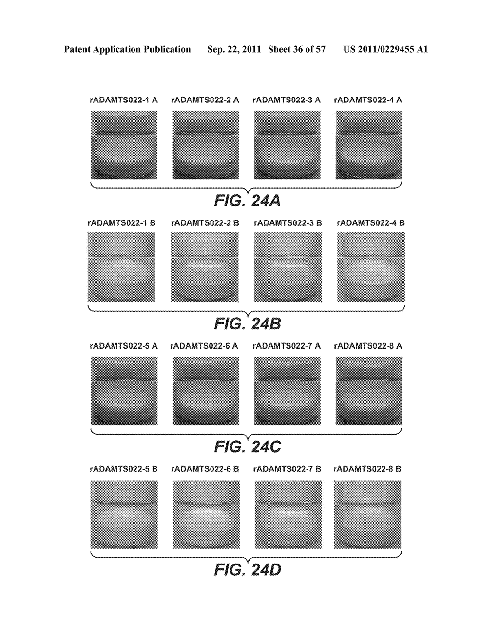 STABILIZED LIQUID AND LYOPHILIZED ADAMTS13 FORMULATIONS - diagram, schematic, and image 37