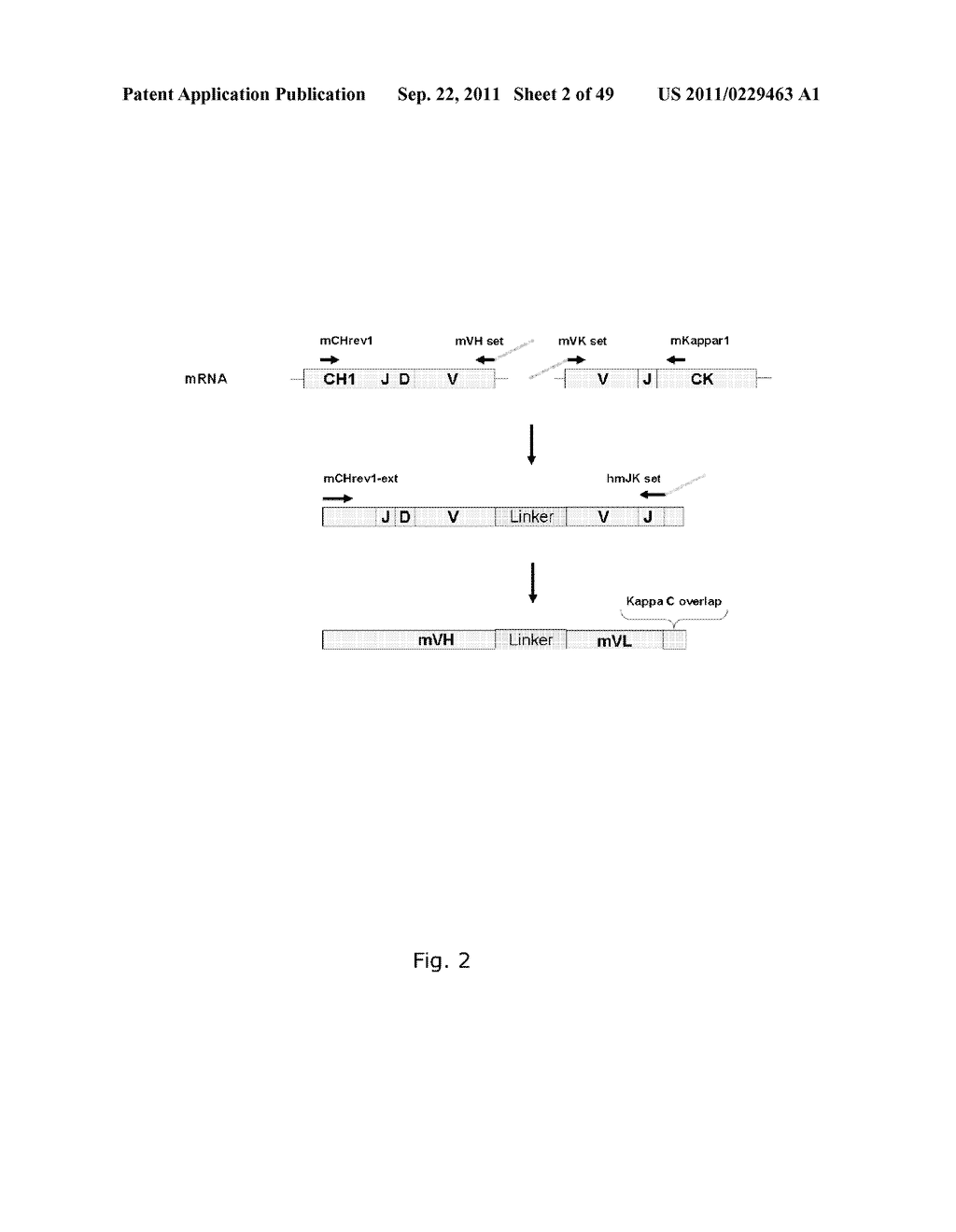 RECOMBINANT ANTI-EPIDERMAL GROWTH FACTOR RECEPTOR ANTIBODY COMPOSITIONS - diagram, schematic, and image 03