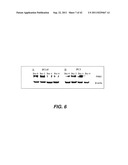 TARGETING PAX2 FOR THE TREATMENT OF BREAST CANCER diagram and image