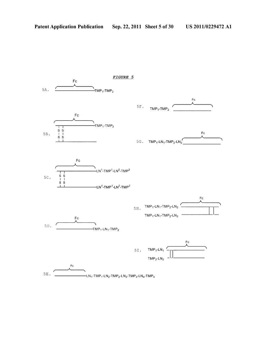 Peptides and Related Compounds Having Thrombopoietic Activity - diagram, schematic, and image 06