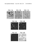 Method of inhibiting infection by HCV, other flaviviridae viruses, and any     other virus that complexes to low density lipoprotein or to very low     density lipoprotein in blood by preventing viral entry into a cell diagram and image