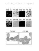 Method of inhibiting infection by HCV, other flaviviridae viruses, and any     other virus that complexes to low density lipoprotein or to very low     density lipoprotein in blood by preventing viral entry into a cell diagram and image