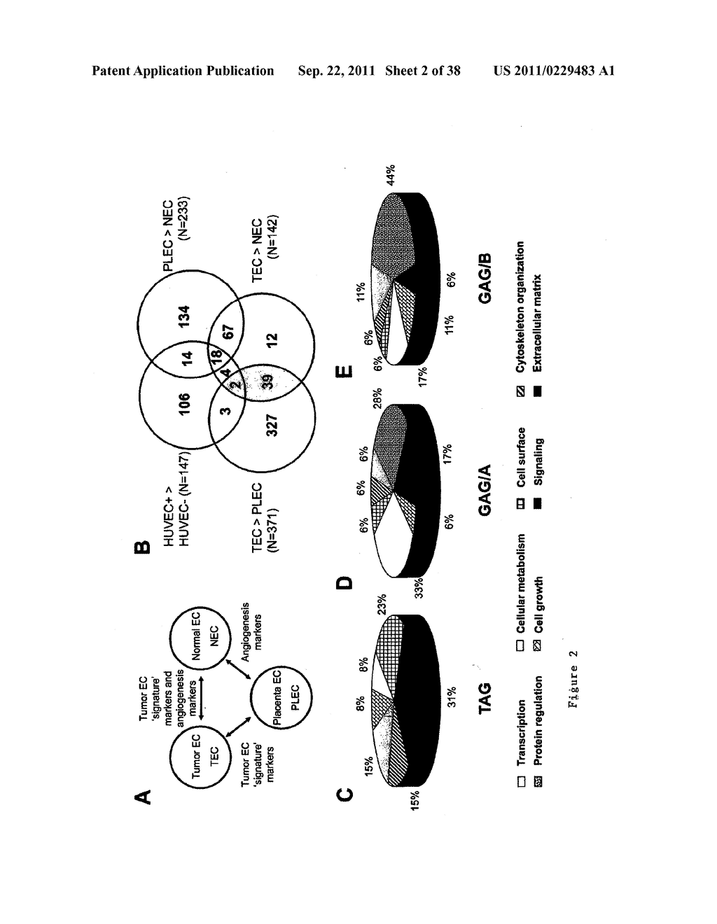 TUMOR ANGIOGENESIS ASSOCIATED GENES AND A METHOD FOR THEIR IDENTIFICATION - diagram, schematic, and image 03