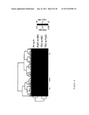 TUMOR ANGIOGENESIS ASSOCIATED GENES AND A METHOD FOR THEIR IDENTIFICATION diagram and image