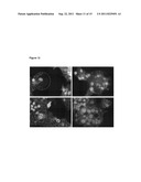 MINICHROMOSOME MAINTENANCE COMPLEX INTERACTING PROTEIN INVOLVED IN CANCER diagram and image