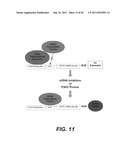 COMPOSITIONS AND METHODS FOR DIAGNOSING, TREATING, AND PREVENTING PROSTATE     CONDITIONS diagram and image