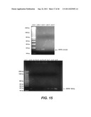 COMPOSITIONS AND METHODS FOR DIAGNOSING, TREATING, AND PREVENTING PROSTATE     CONDITIONS diagram and image