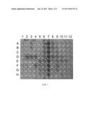 METHOD FOR IMMOBILIZING ENZYME ON ELECTRODE FOR FUEL CELL, FUEL CELL,     METHOD FOR MANUFACTURING FUEL CELL, ELECTRODE FOR FUEL CELL, AND METHOD     FOR MANUFACTURING ELECTRODE FOR FUEL CELL diagram and image