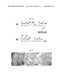 ELECTRODE MATERIALS FOR METAL-AIR BATTERIES, FUEL CELLS AND     SUPERCAPACITATORS diagram and image