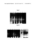 ENZYME-PORE CONSTRUCTS diagram and image