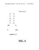 SCREENING METHODS FOR IDENTIFYING SPECIFIC STAPHYLOCOCCUS AUREUS     INHIBITORS diagram and image