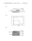 SCREENING ASSAYS FOR THE IDENTIFICATION OF BACE2 INHIBITORS diagram and image