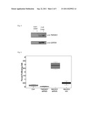 SCREENING ASSAYS FOR THE IDENTIFICATION OF BACE2 INHIBITORS diagram and image