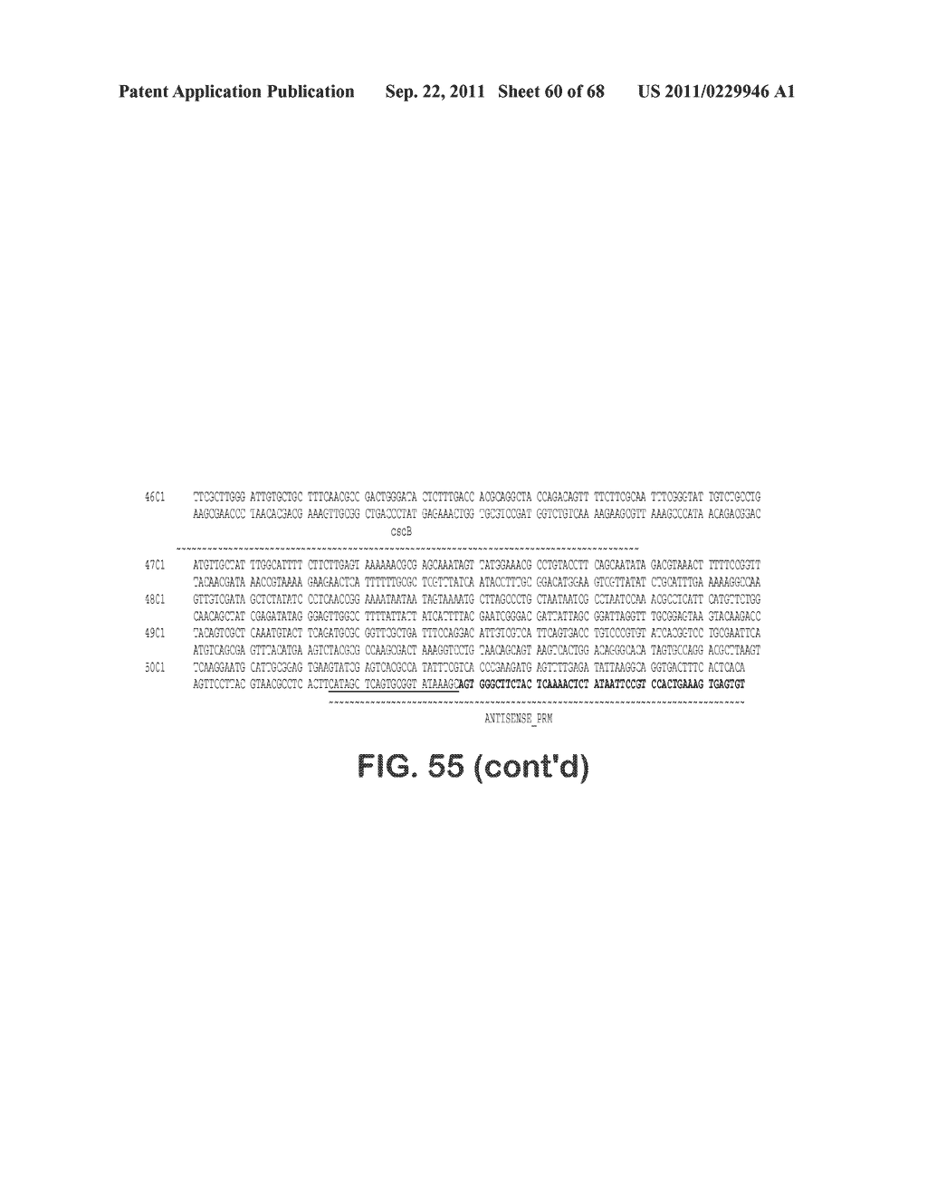 MICROORGANISMS FOR THE PRODUCTION OF 1,4-BUTANEDIOL, 4-HYDROXYBUTANAL,     4-HYDROXYBUTYRYL-COA, PUTRESCINE AND RELATED COMPOUNDS, AND METHODS     RELATED THERETO - diagram, schematic, and image 61