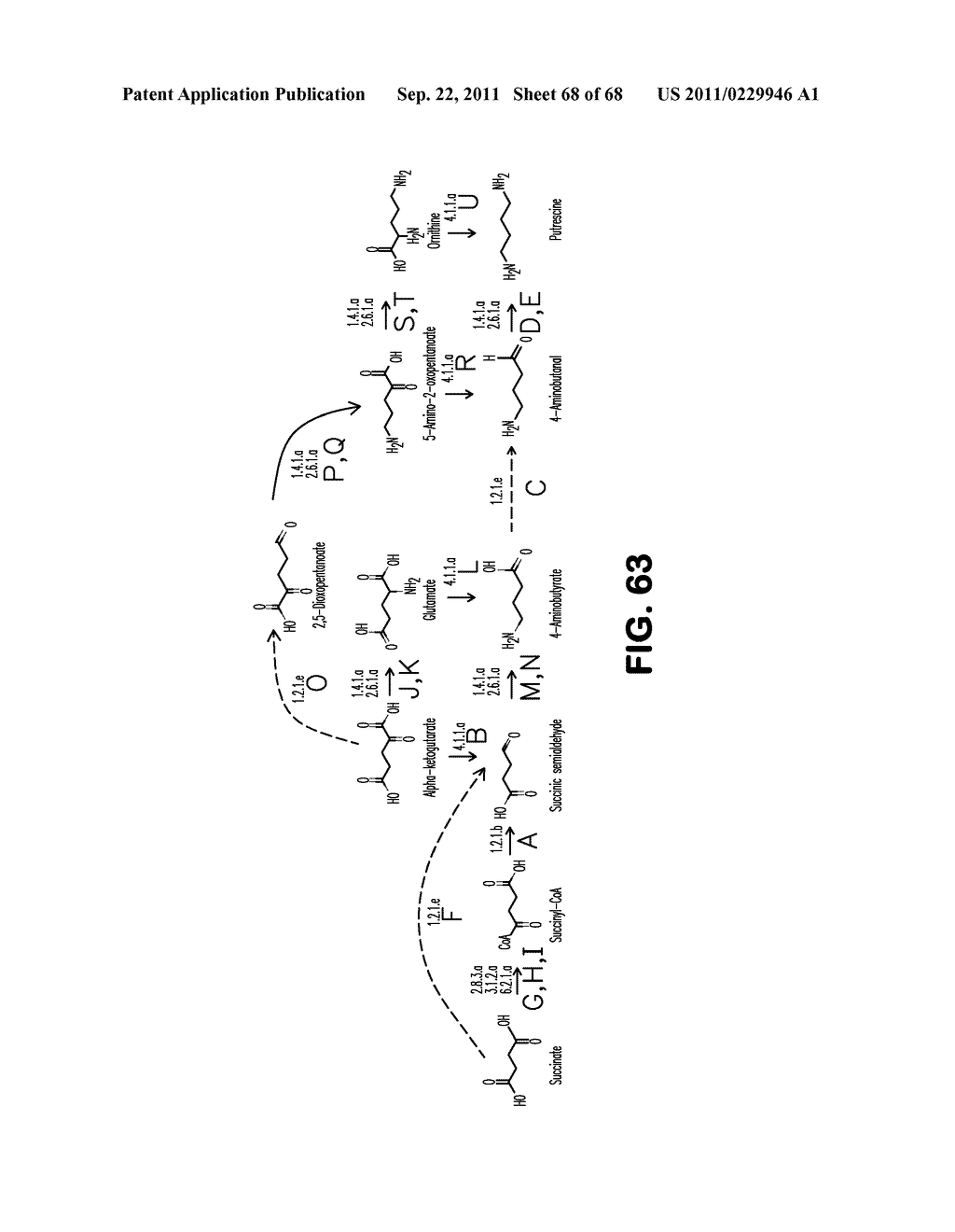 MICROORGANISMS FOR THE PRODUCTION OF 1,4-BUTANEDIOL, 4-HYDROXYBUTANAL,     4-HYDROXYBUTYRYL-COA, PUTRESCINE AND RELATED COMPOUNDS, AND METHODS     RELATED THERETO - diagram, schematic, and image 69