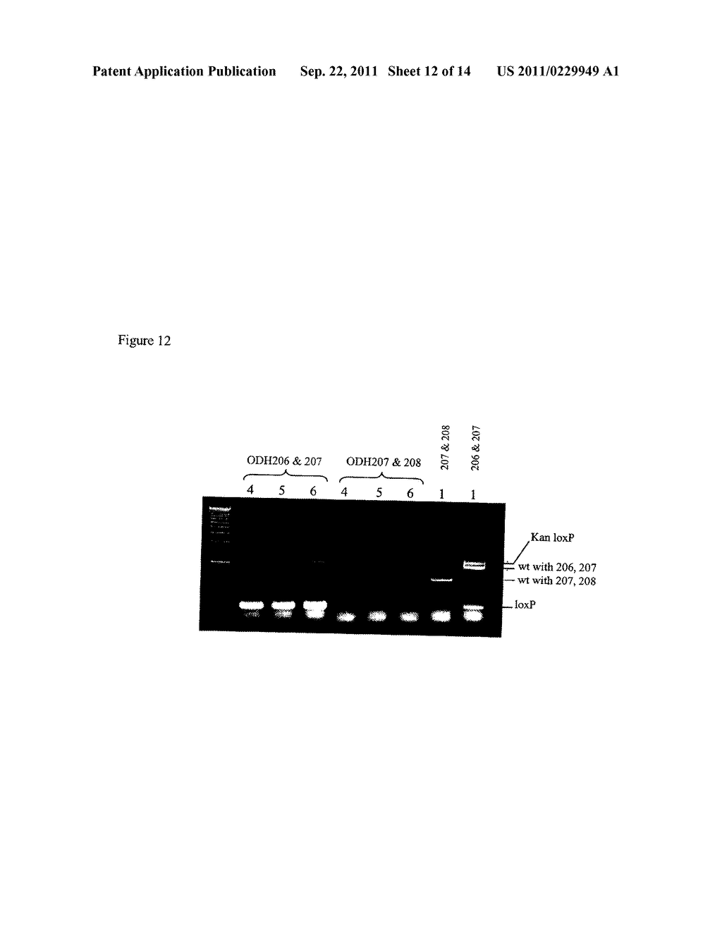 GENETICALLY MODIFIED YEAST STRAIN - diagram, schematic, and image 13