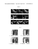 PEPTIDE DERIVATIVES AND USE THEREOF AS CARRIERS FOR MOLECULES IN THE FORM     OF CONJUGATES diagram and image