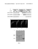 RECOMBINANT FLAGELLIN PROTEIN AND PREPARATION AND USE THEREOF diagram and image