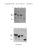 RECOMBINANT FLAGELLIN PROTEIN AND PREPARATION AND USE THEREOF diagram and image