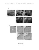 RECOMBINANT FLAGELLIN PROTEIN AND PREPARATION AND USE THEREOF diagram and image