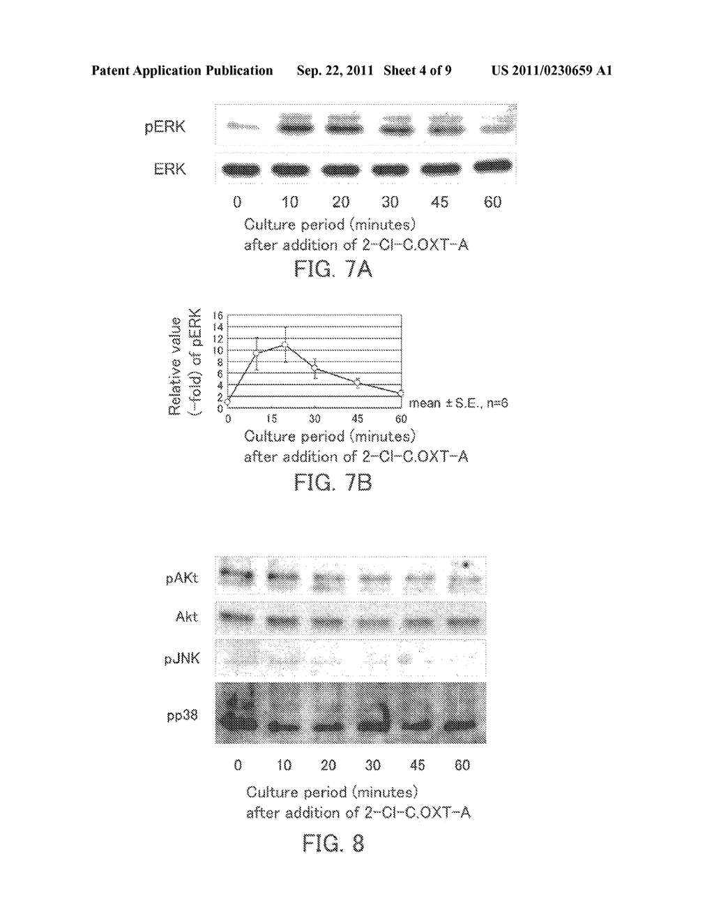 CYCLOBUTYL PURINE DERIVATIVE, ANGIOGENESIS PROMOTING AGENT, LUMEN     FORMATION PROMOTING AGENT, NEUROCYTE GROWTH PROMOTING AGENT, AND DRUG - diagram, schematic, and image 05