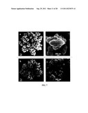 NANOSTRUCTURED MICROELECTRODES AND BIOSENSING DEVICES INCORPORATING THE     SAME diagram and image