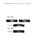 VEHICLE LIGHT AND METHOD FOR CONTROLLING LIGHT DISTRIBUTION diagram and image