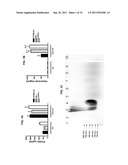 INHIBITION OF INTER-ALPHA TRYPSIN INHIBITOR FOR THE TREATMENT OF AIRWAY     DISEASE diagram and image