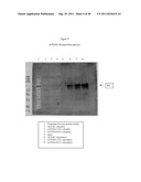RECOMBINANT CDV COMPOSITIONS AND USES THEREOF diagram and image