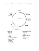 BLUETONGUE VIRUS RECOMBINANT VACCINES AND USES THEREOF diagram and image