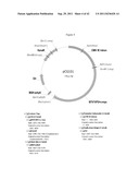 BLUETONGUE VIRUS RECOMBINANT VACCINES AND USES THEREOF diagram and image