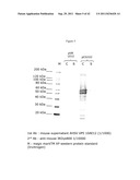 BLUETONGUE VIRUS RECOMBINANT VACCINES AND USES THEREOF diagram and image