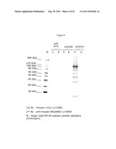 BLUETONGUE VIRUS RECOMBINANT VACCINES AND USES THEREOF diagram and image