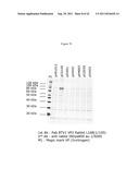 BLUETONGUE VIRUS RECOMBINANT VACCINES AND USES THEREOF diagram and image