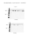 BLUETONGUE VIRUS RECOMBINANT VACCINES AND USES THEREOF diagram and image