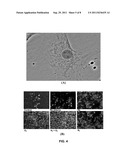 ENHANCED BONE CELLS GROWTH AND PROLIFERATION ON TiO2 NANOTUBULAR     SUBSTRATES TREATED BY RADIO-FREQUENCY PLASMA DISCHARGE diagram and image
