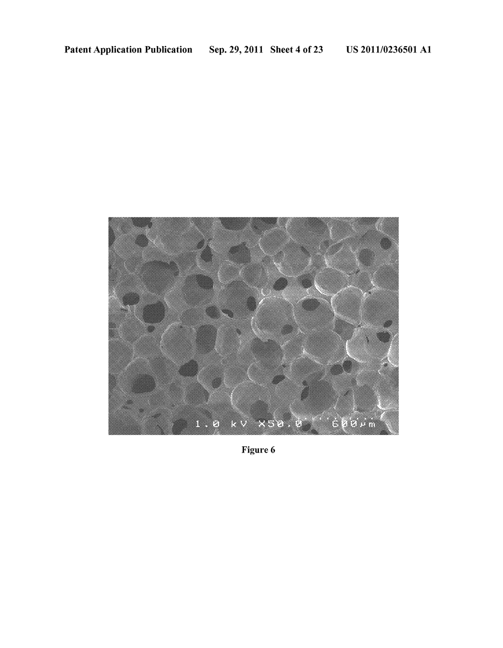 INJECTABLE DUAL DELIVERY ALLOGRAPH BONE/POLYMER COMPOSITE FOR TREATMENT OF     OPEN FRACTURES - diagram, schematic, and image 05