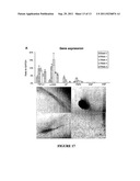 METHOD FOR FORMATION OF RENAL TUBULES diagram and image