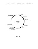 Methods for producing polypeptides in enzyme-deficient mutants of fusarium     venenatum diagram and image