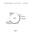 Methods for producing polypeptides in enzyme-deficient mutants of fusarium     venenatum diagram and image