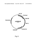 Methods for producing polypeptides in enzyme-deficient mutants of fusarium     venenatum diagram and image