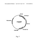 Methods for producing polypeptides in enzyme-deficient mutants of fusarium     venenatum diagram and image